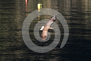 Sea eagle