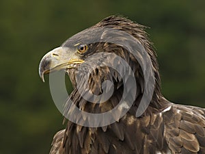 Sea eagle