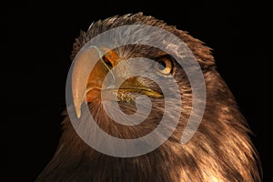 Sea eagle photo