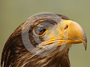 Sea eagle