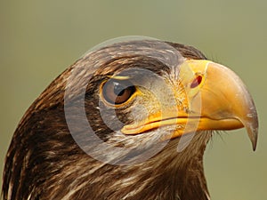 Sea eagle photo