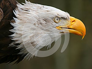 Sea eagle photo