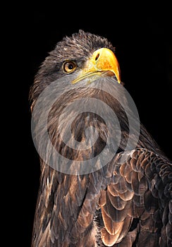 Sea eagle photo