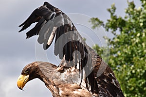 Sea eagle close up portrait
