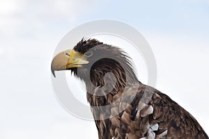 Sea eagle close up portrait