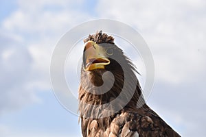 Sea eagle close up portrait