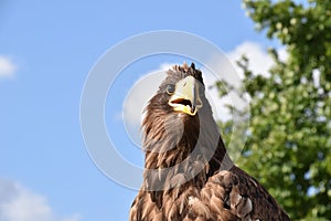Sea eagle close up portrait
