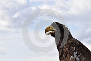 Sea eagle close up portrait