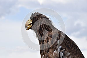 Sea eagle close up portrait