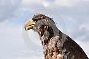 Sea eagle close up portrait