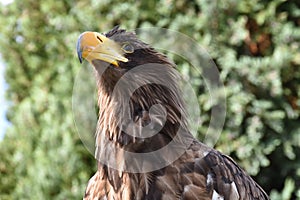 Sea eagle close up portrait