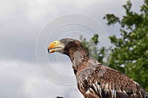 Sea eagle close up portrait