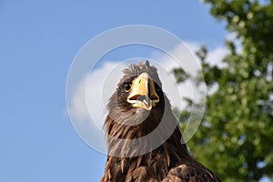 Sea eagle close up portrait