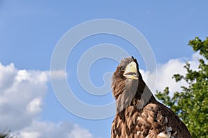 Sea eagle close up portrait