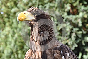 Sea eagle close up portrait