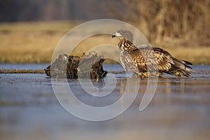 Sea eagle with cold feet