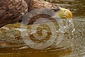 A sea eagle is drinking in the water. Close up of the bird's head, Water droplets leak from the beak. Detailed, yellow