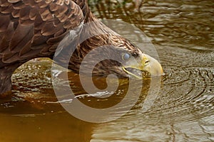 A sea eagle is drinking in the water. Close up of the bird's head, Water droplets leak from the beak. Detailed