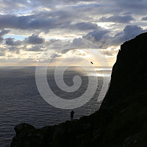 Sea eagle flying in evening sun seen from isle Runde, Norway