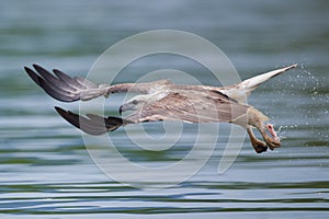 Il mare aquila volare pieno velocità 