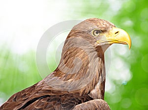 Sea eagle