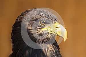 Sea Eagle - Haliaeetus albicilla - portrait of a bird of prey