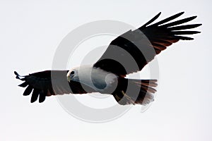 Sea eagle hunts for prey