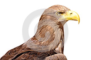 Sea eagle photo