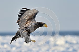 Sea Eagle