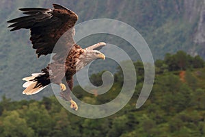 Sea eagle landing asimmetrically in a fjord of Lofoten