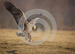 Sea eagle landing