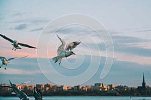 sea eagle over black sea