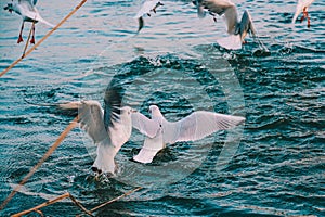 sea eagle over black sea