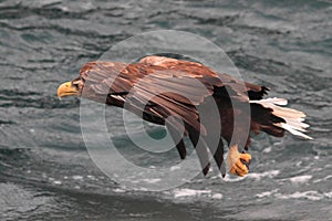 Sea eagle on reconnaissance flight a fjord of Lofoten