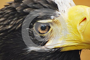 Sea Eagle's Eye