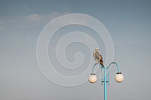 sea eagle sitting on a blue lantern at the sea