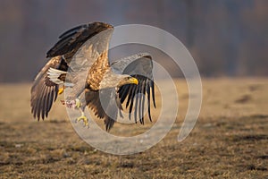 Sea eagle snatching food from a rival