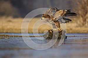 Sea eagle on a stump