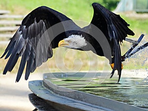 Sea eagle training hunt