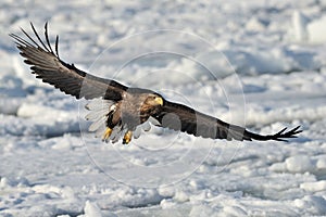 Sea Eagle
