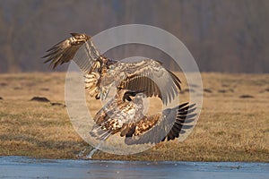 Sea eagles fighting