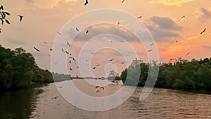 Sea Eagles at sunset in the mangrove of Chantaburi in Thailand