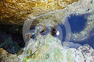 Sea echinus on the rocks