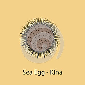 sea egg kina 2 colored line icon. Simple element illustration. sea egg kina concept outline symbol design from fish set