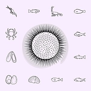 sea egg kina icon. Fish icons universal set for web and mobile