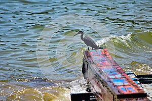 Sea egrets are waiting to hunt the prey