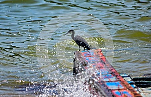 Sea egrets are waiting to hunt the prey