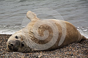 Sea elefant on the beach