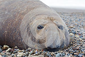 Sea elephant