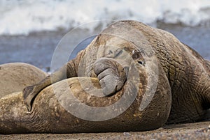 Sea elephant photo